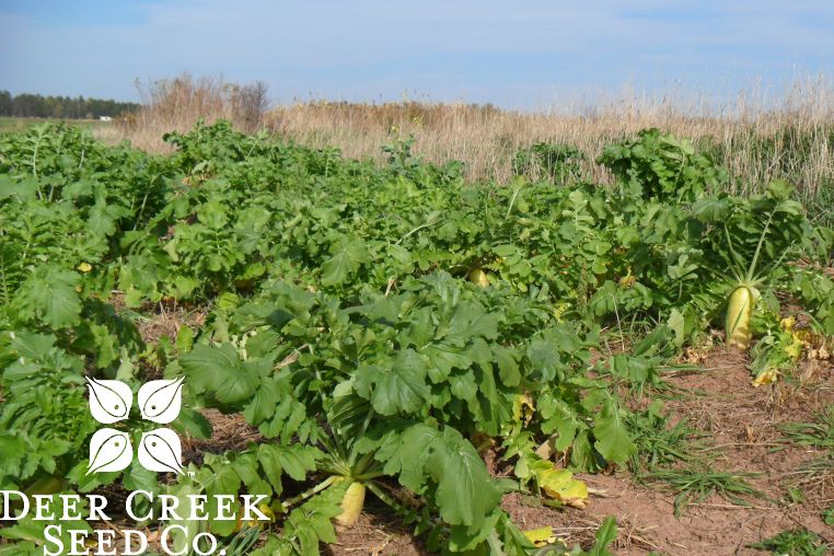 60 PURE eed Daikon Radih, Deer Food Plot, Large Radih Japanee