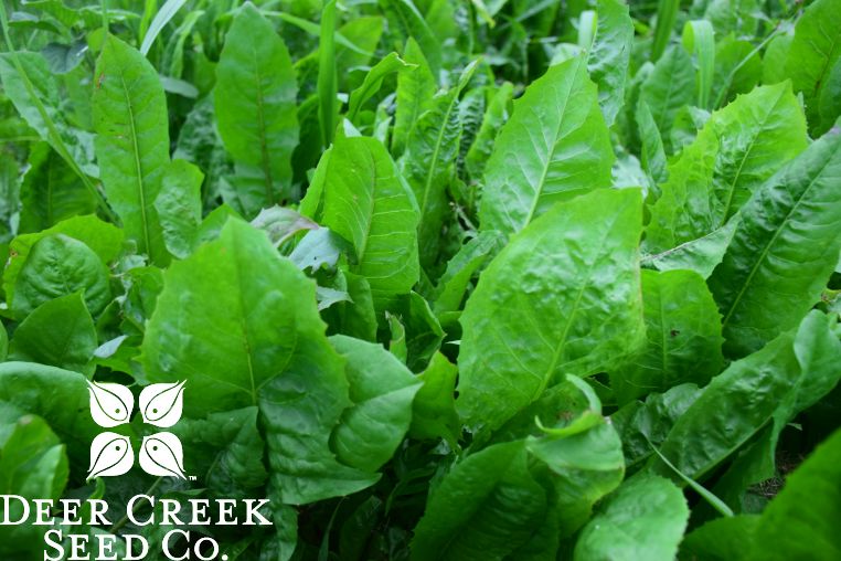 Chicory | Seeds | Deer Creek Seed