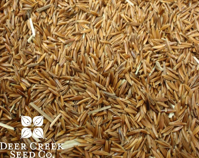cross creek tobacco seed Zembaleaf - seeds and varieties......choose the best variety that suits your soils and climate condition.  CC35 20% Perennial Ryegrass Cross Creek (1983) - IMDb