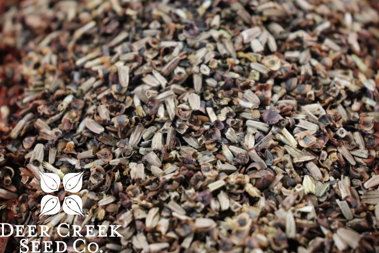 sunflower seed for planting Back to the Roots Organic Sunflower 'Lemon Queen', 1 Seed Packet