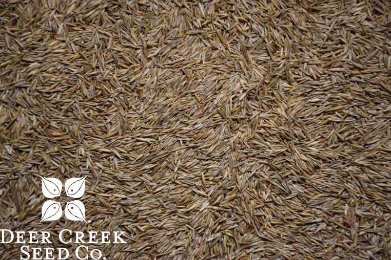 Low Grow Fescue Turf Mix