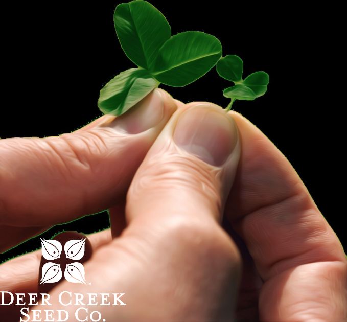 Microclover (Pre-Inoculated & Coated)