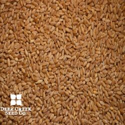 MTF 1435 Winter Wheat (Awnless)