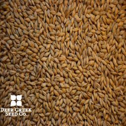 Robust Spring Barley