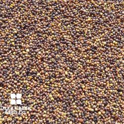 Medium Red Clover (Pre-inoculated & Coated)