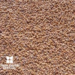 Winter King II Alfalfa (Pre-Inoculated)