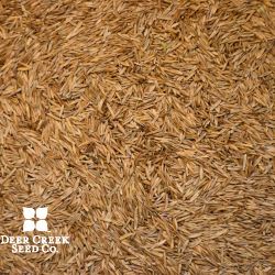 Kentucky 31 Tall Fescue