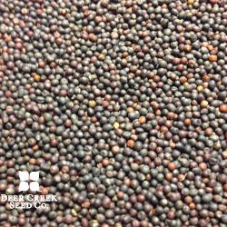 Hunter Forage Brassica