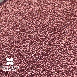 Winter King II Alfalfa (Pre-inoculated & Coated)