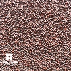 American Purple Top Rutabaga