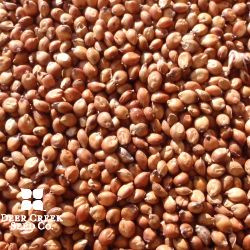 Egyptian Wheat (Treated)