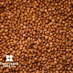 GreenSugar TR Sorghum Sudangrass - Treated