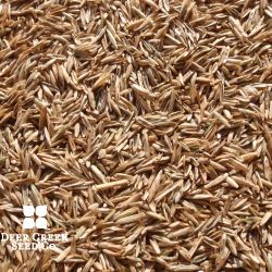 Turf Type Perennial Ryegrass