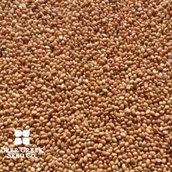 Yellow Blossom Sweet Clover (Coated)