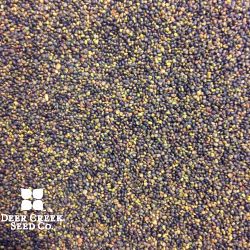 Alsike White Clover (Pre-inoculated & Coated)