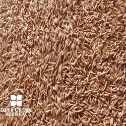 Minnfine Kentucky Bluegrass