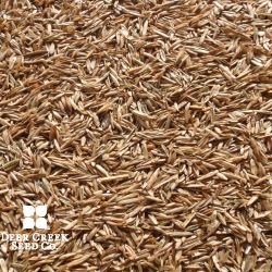 Tetraploid Annual Ryegrass