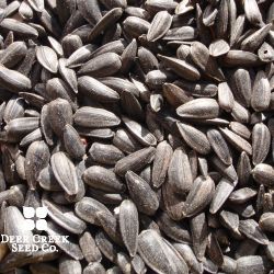 Peredovik Black Type Sunflower