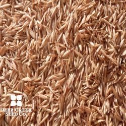 Amplify Brand Orchardgrass