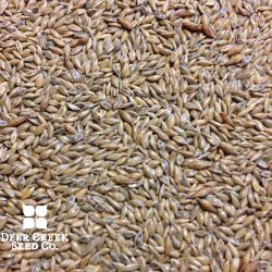 Cave-n-Rock Switchgrass