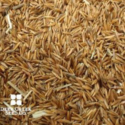 Tomahawk Indiangrass