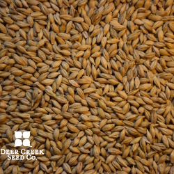 Robust Spring Barley