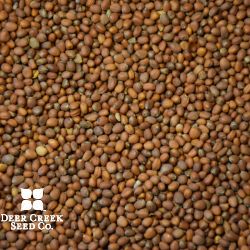 Daikon Oil Seed Radish