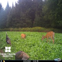 Autumn Buffet Food Plot Mix