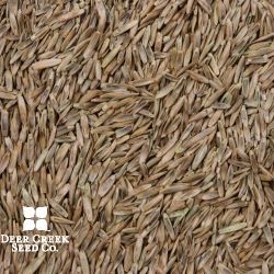 Festulolium (Coated)