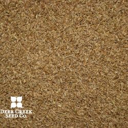 Forage Kentucky Bluegrass (Coated)