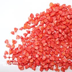 Delectable Bi-Color Sweet Corn (Treated)