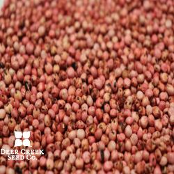 Dwarf Grain Sorghum - Treated