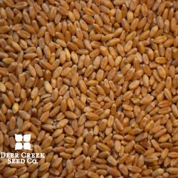 Jerry Hard Red Winter Wheat