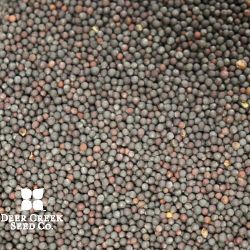 Rangi Forage Brassica