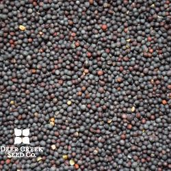 Dwarf Essex Rapeseed