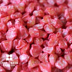 Bodacious Yellow Sweet Corn (Treated)