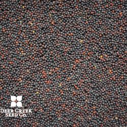 Winfred Forage Brassica