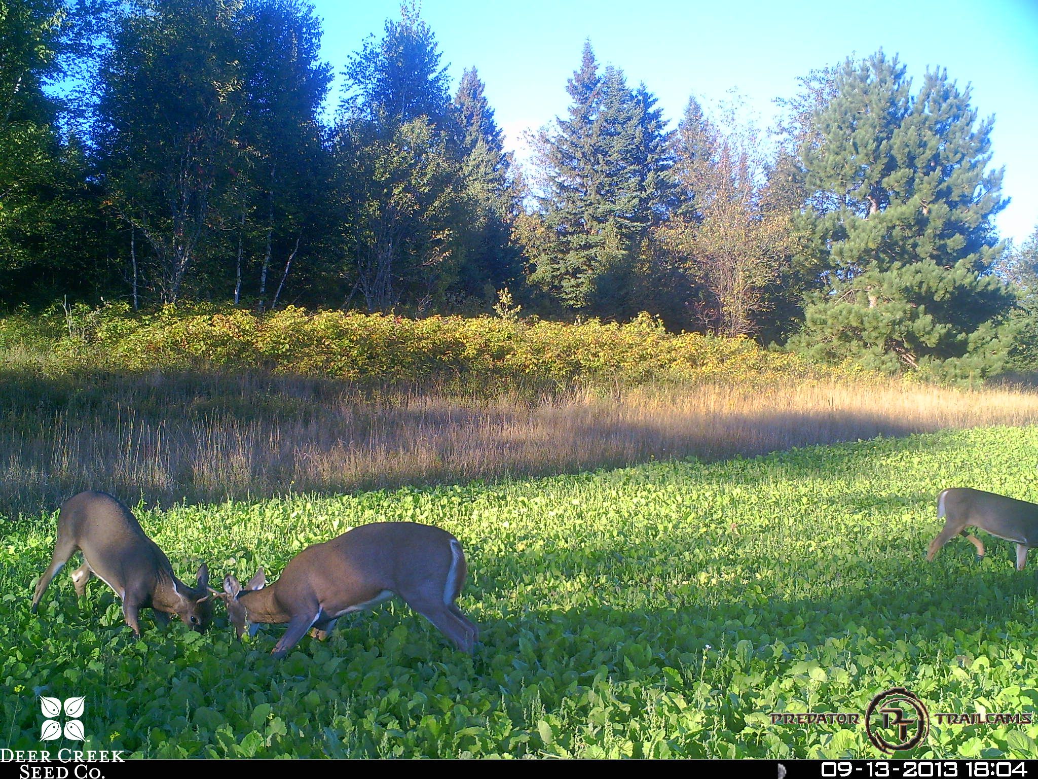 How Late Can You Plant A Food Plot