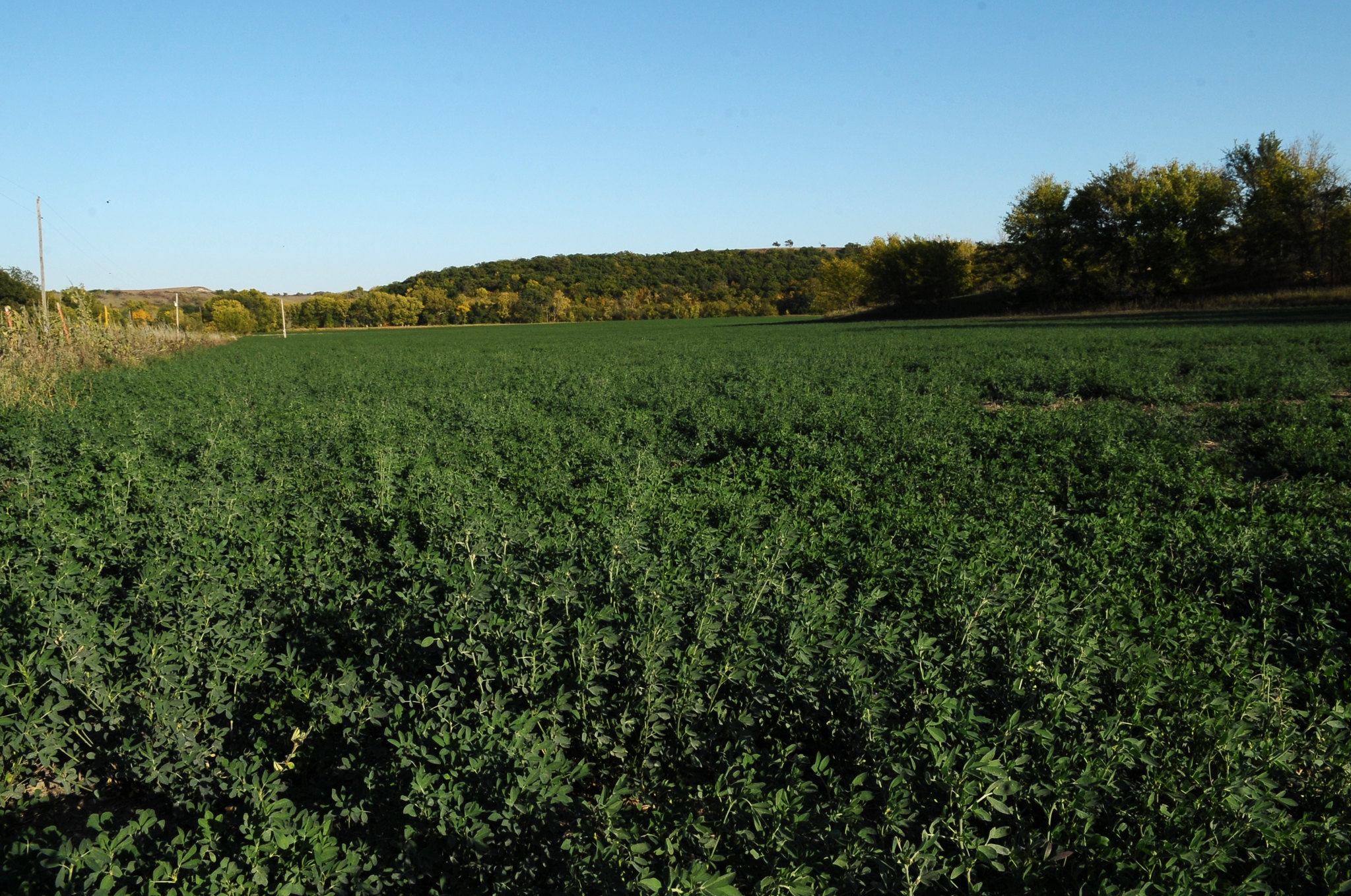How To Select the Right Variety of Alfalfa