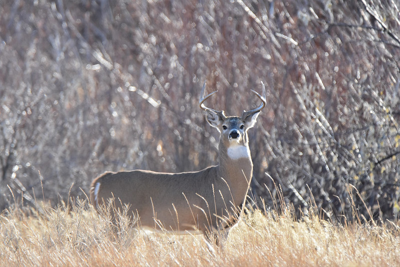 Whitetail Deer Food Plots for Beginners