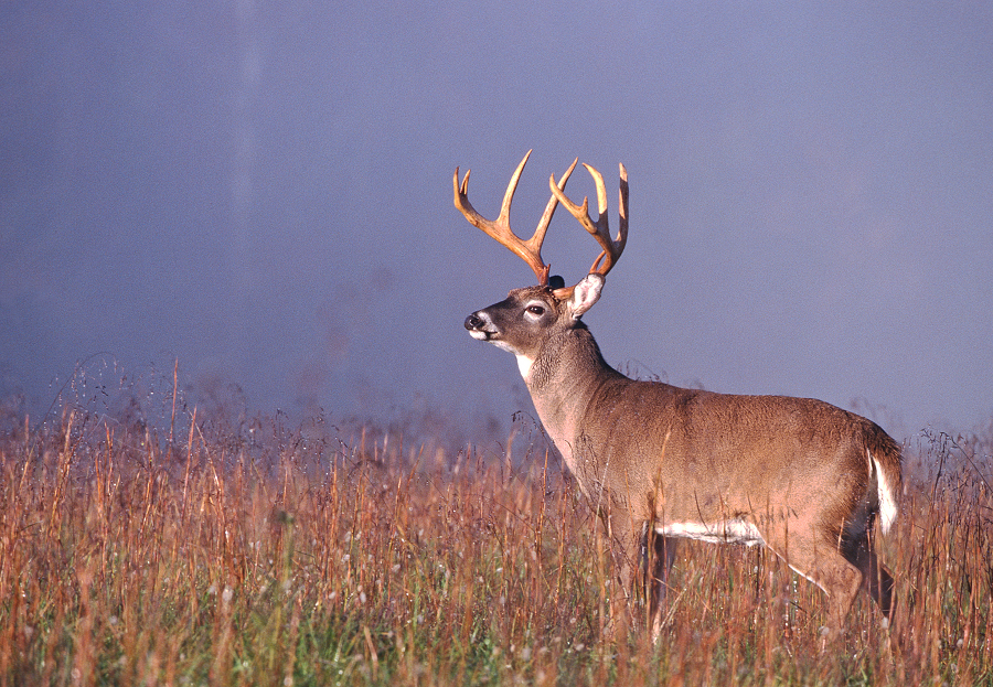 6 Deer Food Plot Tips for Holding High-Quality Herds