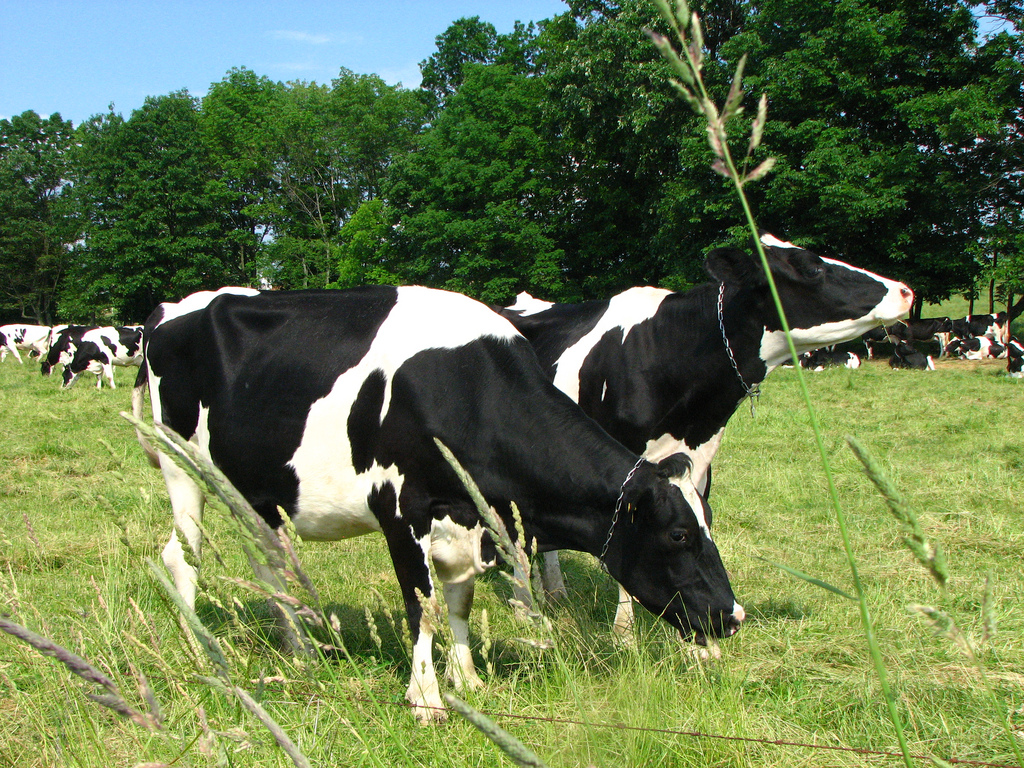 Comfortable Cows = Higher Milk Production. Tips for keeping your cows comfy!