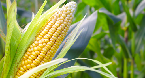 Corn Planting Basics