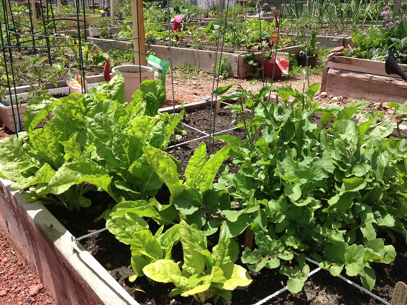 Best Vegetables For A Homestead Garden