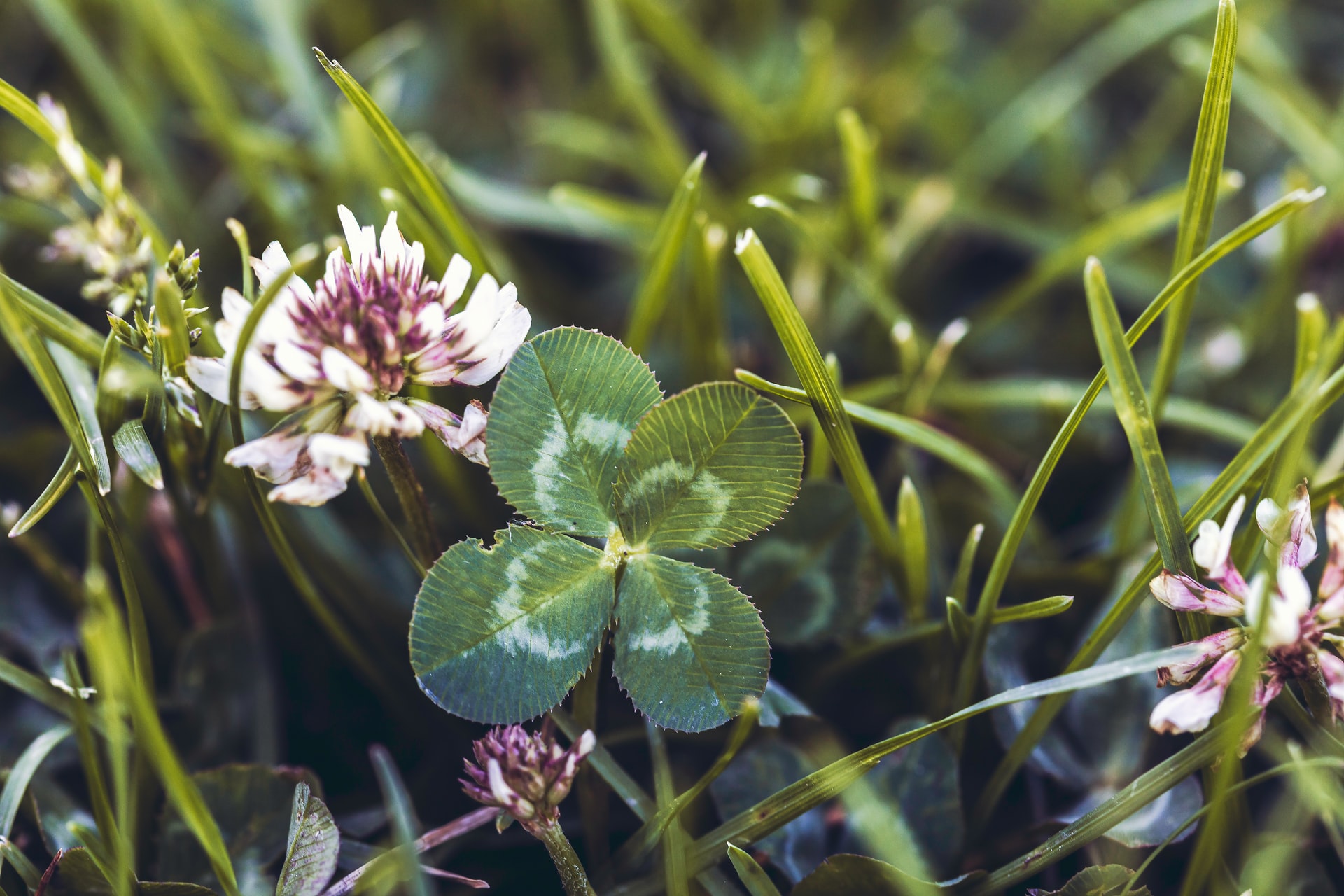 The Benefits of a Clover Lawn, and How to Grow One