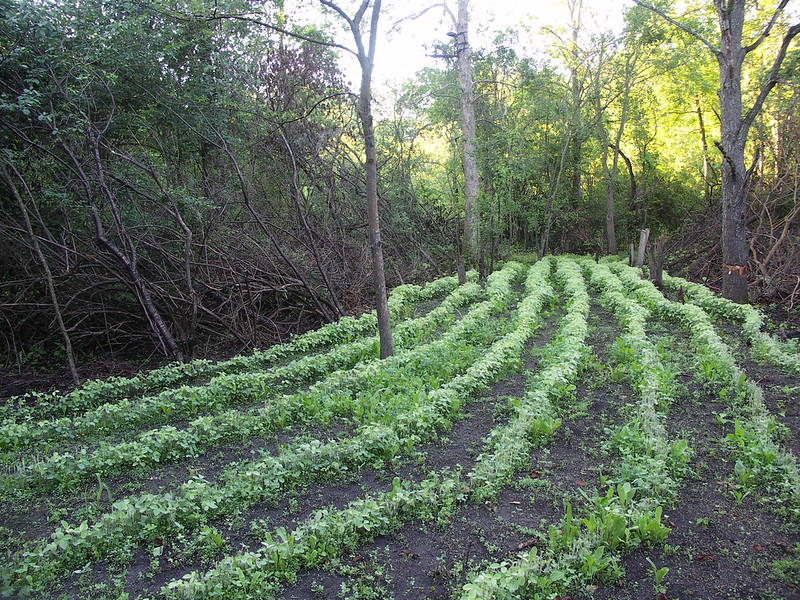 How to Successfully Add Screening Cover to Your Food Plot