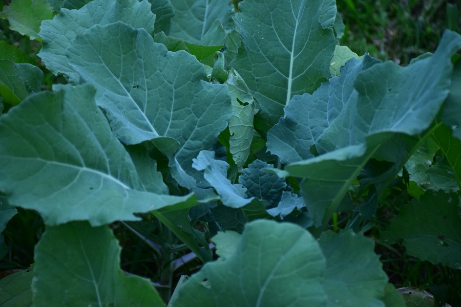 What are Improved Brassicas? A Highlight on Our Diversity of Brassica Crops