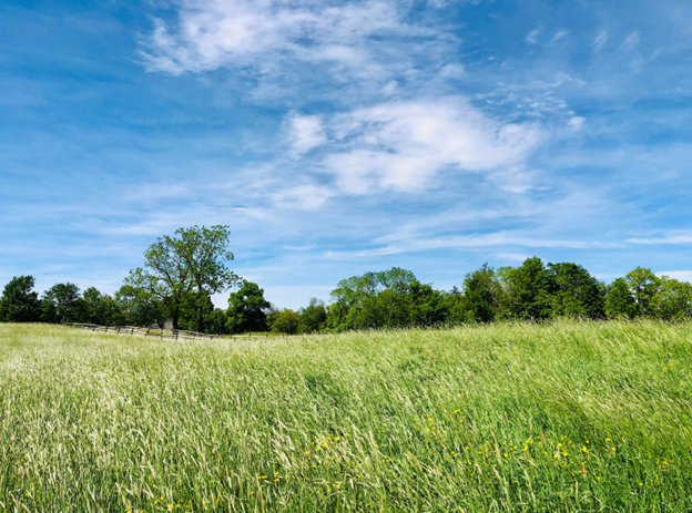 Pollinators and Pastures: Why Diversity Matters