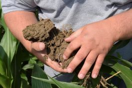 Nutrient Stratification in Soils