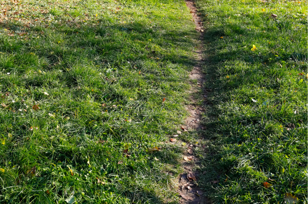 Troubleshooting “Bare Dirt” in High-Traffic Areas: How to Break the Mud-and-Dust Cycle